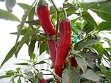 Szegedi 179 Paprika Pepper 10+ Seeds