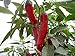 Szegedi 179 Paprika Pepper 10+ Seeds