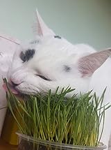 Cat FurNature Cat Grass 4 Pack All-in-One Kits UK Grow Your Own view 6