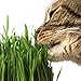 Handy Pantry Organic Cat Grass Kit - Includes 3 Trays, Soil Pucks, and 3 Packs Non GMO Wheatgrass Seed - A Healthy Treat For Cats, Dogs, Rabbits, More