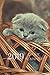 2019 Kitten Cat Daily Planner 4