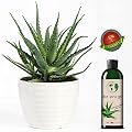 Earth's Daughter Aloe Vera Gel, 99.75% Pure, Organic, Cold-Pressed Aloe Vera for Skin and Hair, 4oz (2-pack)