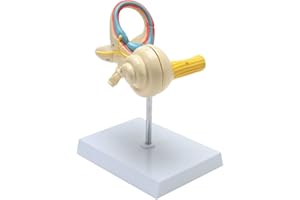 RONTEN Inner Ear Model, Inner Ear Labyrinth and Incised Cochlear Cover Model, 8X Life-Size Model, Medical Anatomy Model of The Internal Structure of The Ear