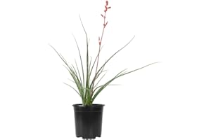 Live Succulents Plants Live Red Yucca Plant, Outdoor Plants Live Yucca Plants, Outdoor Yucca Plants Live Plants, Succulent Plants Live Outdoor Plants, Succulents Live Accent Plant by Plants for Pets