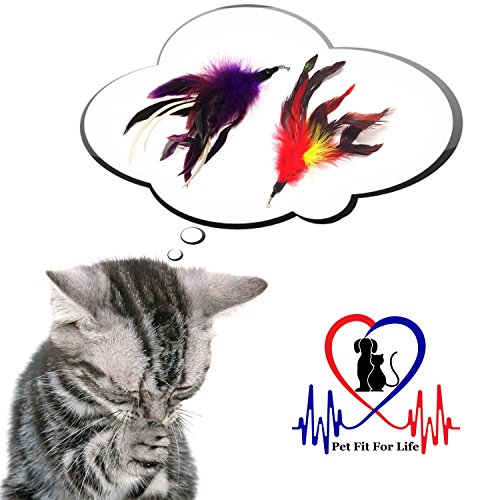 Pet Fit For Life Multi Feather Teaser and Exerciser For Cat and Kitten - Cat Toy Interactive Cat Wand