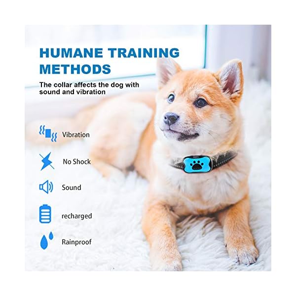 corgi bark collar