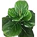 BESAMENATURE Artificial Mini Fiddle Leaf Fig Tree, Potted Artificial Tree for Home Decor, 22'' Tall, Green
