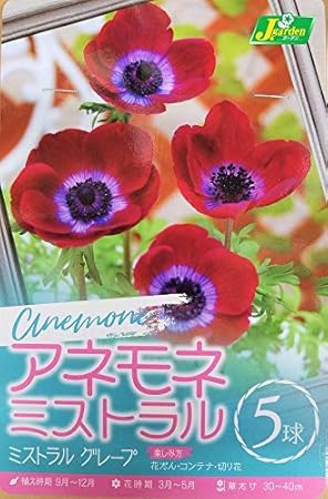 Amazon 花球根 アネモネ ミストラル グレープ 5球入 カネコ種苗 球根