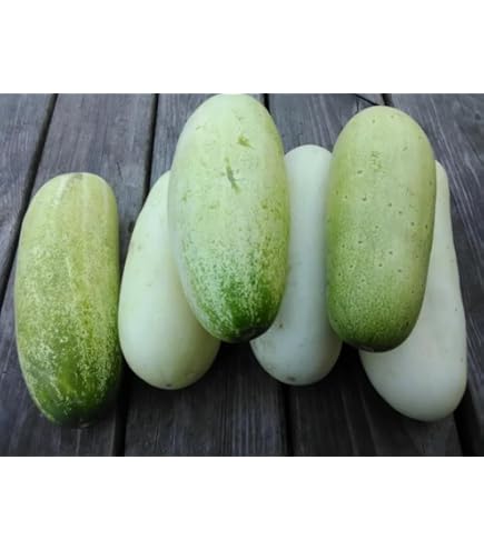 ジェモロジー ルナポニー ウォーターメロン Hydro Flask - 21 oz Standard Mouth / Watermelon*ウォーター