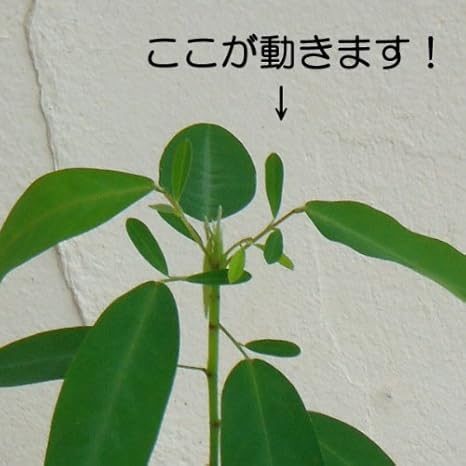 Amazon Co Jp マイハギ3 3 5号ポット2株セット 音に反応して動く不思議な植物 Home Kitchen Amazon Co Jp マイハギ3 3 5号ポット2株セット 音に反応して動く不思議な植物 Home Kitchen