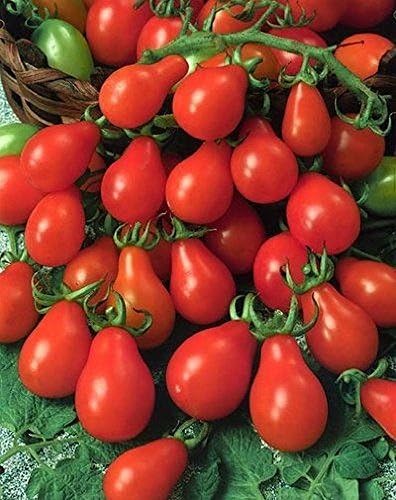 1 oz Red Pear Tomato Seed, Non-GMO Heirloom Tomatoes, Huge Tasty Crops 10,000ct [Parahita Store]