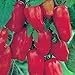 TOMATO, SAN MARZANO, HEIRLOOM, ORGANIC, 20+ SEEDS, TOMATO SEEDS, CLASSIC TOMATO