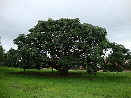 Amazon Com 10 Semillas Enterolobium Contortisiliquum Pacara Earpod Hermoso Arbol Jardin Y Exteriores