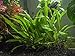 Aquatic Arts Java Fern - Huge 3 by 5 inch Mat with 30 to 50 Leaves - Live Aquarium Plant