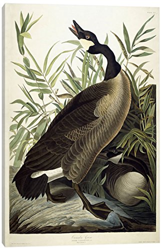 canada goose amazon 60