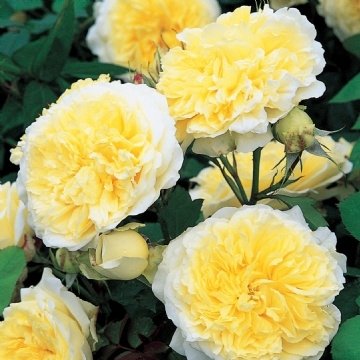 David Austin English Roses The Pilgrim David Austin English Roses The Pilgrim