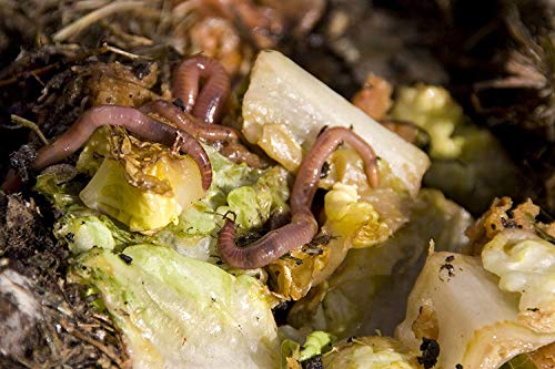 Kompostwürmer Kaufen 300 Stück in Spezialeimer Kompostbeschleuniger Garten Wurmkomposter Wurmkiste Lebend Regenwürmer – Bild 7