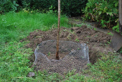 Wuehlmauskorb für Bäume, verzinkt – Bild 5