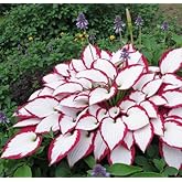 200 Hosta Plantaginea Seeds | Shade-Loving High Survival | Elegant Foliage Plant | Perennial | Garden Ground Cover Potted Red