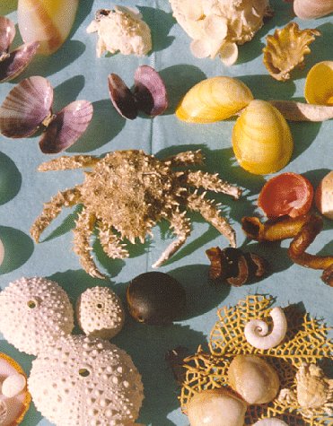 A Book of Shells : A Shell Game by Cecile Mactaggart