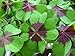 Oxalis Iron Cross - 15 large - 4/5cm flowerbulbs