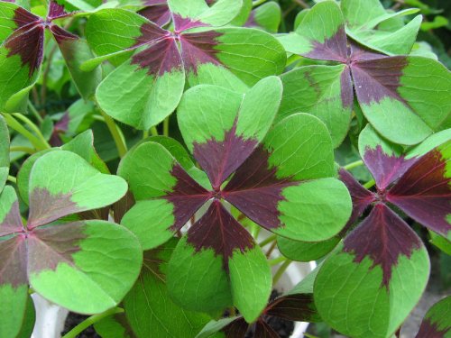Oxalis Iron Cross - 15 large - 4/5cm flowerbulbs Oxalis Iron Cross - 15 large - 4/5cm flowerbulbs