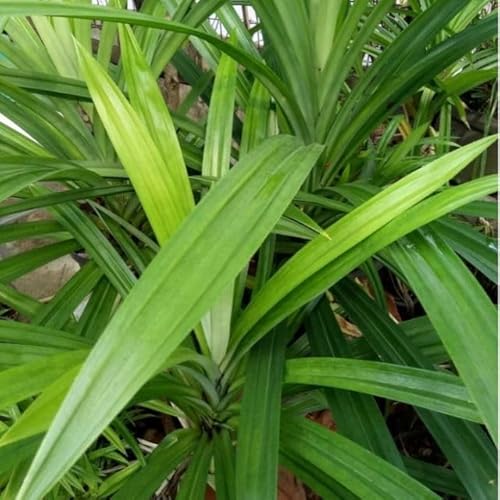 New Fresh 50pcs pandan Plant Seeds Generic in Saudi Arabia | Whizz Trees