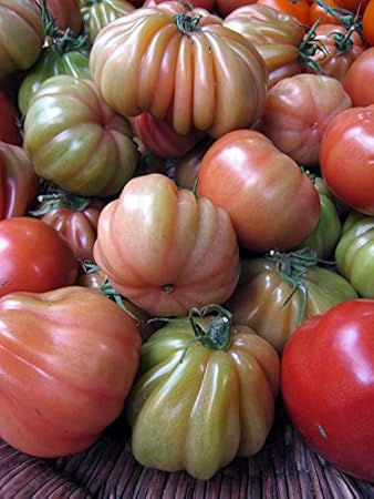 Italienische Ochsenherz-Tomate 'Cuore di bue' (Solanum lycopersicum) 20 Samen