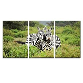 3 Piece Canvas Wall Art - a Sweet Pair of Zebra Living Together in Field - Modern Home Art Stretched and Framed Ready to Hang - 16"x24"x3 Panels