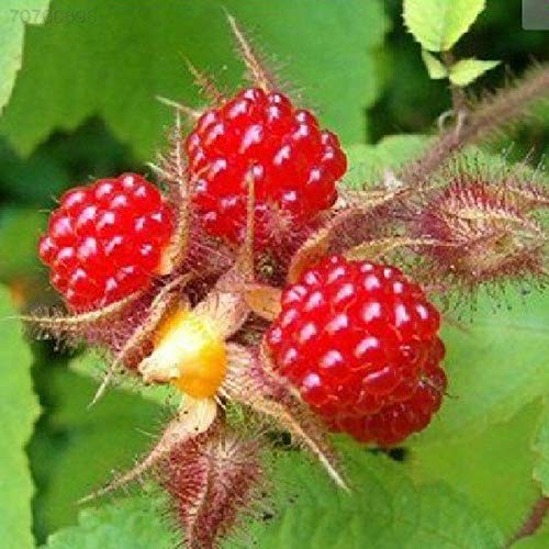 Portal Cool 10Pcs/Bag Sugar Apple Seeds, Apple Custard Apple Fruit Seeds, Bonsai Tree Seeds - Thumbnail 3