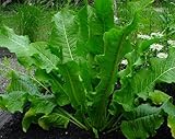 'Bohemian' Horseradish 3 Plants - Will last a lifetime - 4