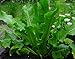 'Bohemian' Horseradish - Will last a lifetime in the garden! - 4" Pot - The Best
