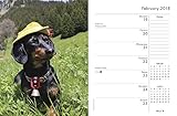 Image de Crusoe the Celebrity Dachshund 2018 Calendar