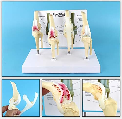 VIEUR Dog Four-Stage Knee Arthritis Model Canine Skeletal Joint Model Veterinary Teaching Animal Demonstration Model
