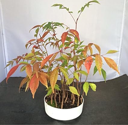 Amazon ハゼ盆栽 東山盆栽 ホーム キッチン