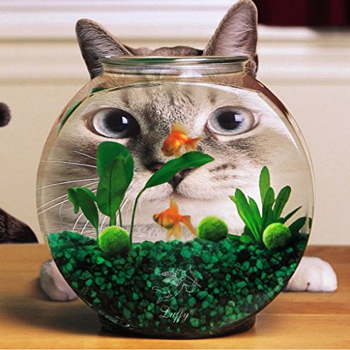 Luffy 6 Nano Moss Balls - 0.6" Marimo for Community Fish Tanks - Absorbs Nitrates & Provides Oxygen in Aquarium: Needs Minimal Care: Perfect for Neon, Tetra, Guppies, Playts & Molly - Thumbnail 3