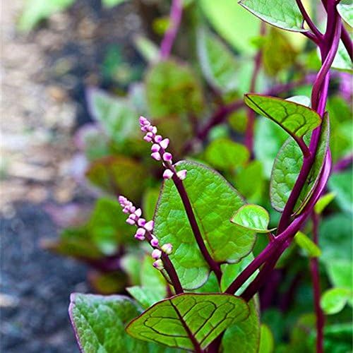 HVdsyf 100Pcs Gynura Cusimbua Malabar Spinach Seed Healthy Vegetable Yard Garden Plant