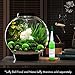 Luffy 8 Marimo Moss Balls - Jumbo Pack of Aesthetically Beautiful Plants - Create Healthy Surroundings - Low-Maintenance Live Play Balls - Shrimps & Snails Love Them
