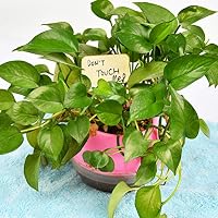 YANSHON Jardín Marcadores Etiquetas de Plantas de bambú 50pcs con ...