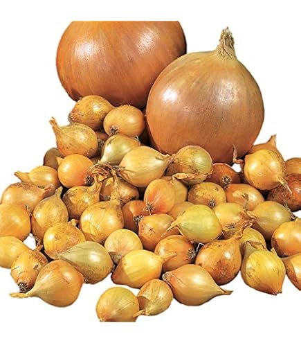 Red Creole Onion Seeds NON-GMO Onion Seeds Fresh Heirloom Garden Seeds Red Creole Onion Seeds NON-GMO Onion Seeds Fresh Heirloom Garden Seeds