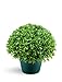 National Tree Company Artificial Shrub | Includes Pot Base | Globe Japanese Holly Bush - 13 Inch
