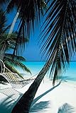 Pyramid Palm View Hammock Poster Print