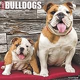 Just Bulldogs 2020 Wall Calendar (Dog Breed Calendar) by