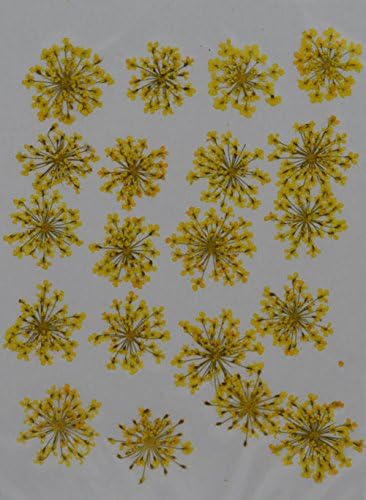LoveDiyLife yellow Queen Anne's Lace real pressed dried flowers