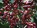 Kenya AA+ Karundul Coffee Beans Finest Auction Lot (Light Roast (City), 3 pounds Whole Beans)