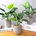 U'Artlines 2 Pack Artificial Plants Topiary Shrubs Fake Plants with Gray Pot for Tabletop Bathroom House Decoration