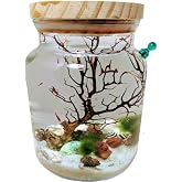 Shrimp Jar Kit with LED Light (Shrimp Included)