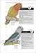 The Encyclopedia of Agapornis - Lovebirds