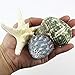CYS EXCEL Seashell Assorted Mix with Pencil Finger Starfish (Approx. 15 PCS, 3
