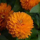 Outsidepride 50 Seeds Annual Zinnia Marylandica